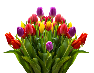 tulips-2323461_1280_copy_800x619.png