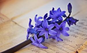 hyacinth-787679_1280-300x185.jpg