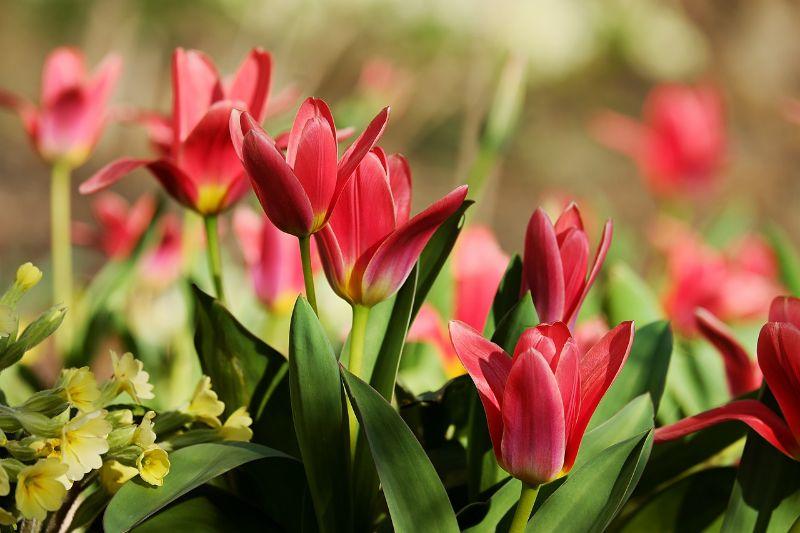 tulips-3251905_1280.jpg