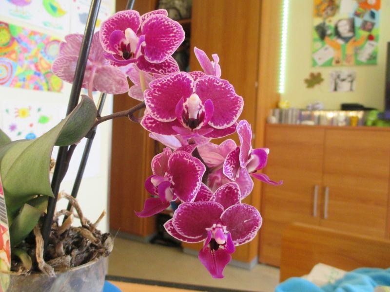 orchidee 19.5.24 zwei.JPG