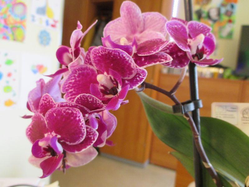 orchidee 19.5.24.JPG